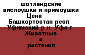 шотландские вислоушки и прямоушки › Цена ­ 500 - Башкортостан респ., Уфимский р-н, Уфа г. Животные и растения » Кошки   . Башкортостан респ.